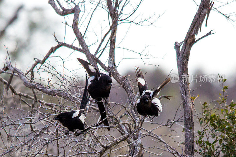 在南非克鲁格国家公园树木繁茂的稀树大草原上，一小群喜鹊伯劳鸟(Urolestes melanoleucus)扬起翅膀，抖起羽毛，以吓唬竞争对手。